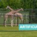 Artificial Zoo