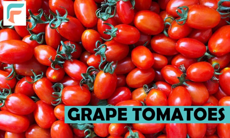 Grape Tomatoes