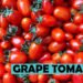 Grape Tomatoes